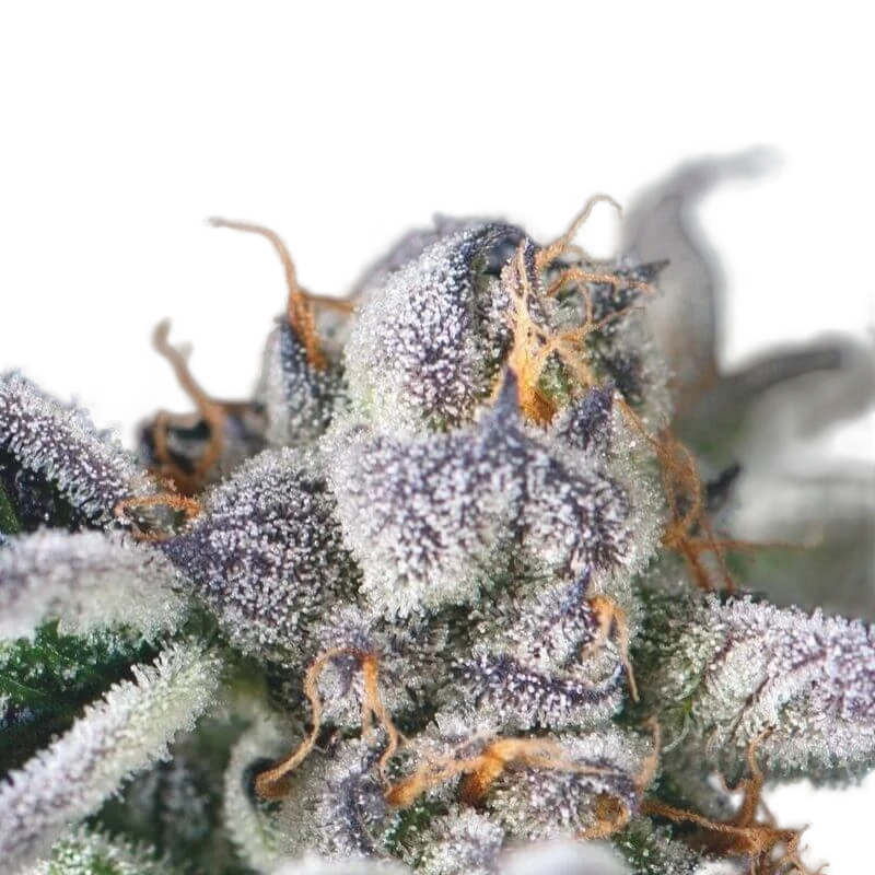 Cookies USA – Produktansicht