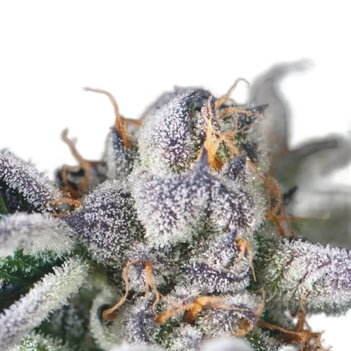 Cookies USA
