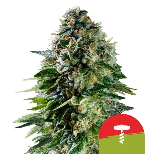 Corkscrew Auto – Produktansicht