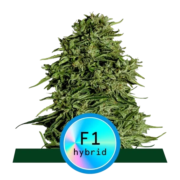Cosmos F1 CBD Auto – Produktansicht