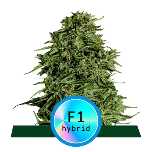 Cosmos F1 CBD | AUTOFEM | Royal Queen Seeds