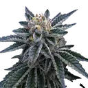 3Peat | PHOTOFEM | DNA Genetics