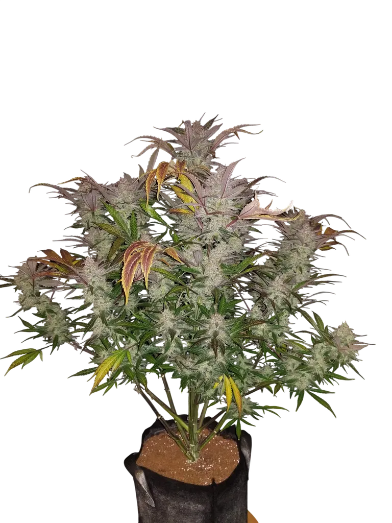 Cream Cookies Auto | AUTOFEM | Fast Buds