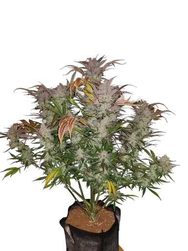 Cream Cookies Auto