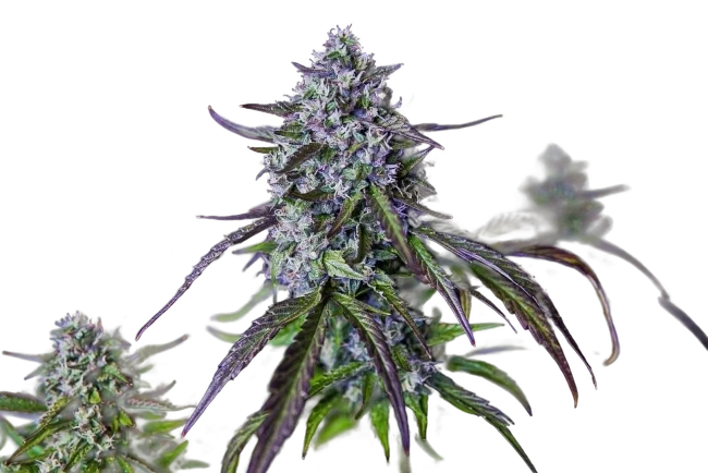 3Wok OG Auto | AUTOFEM | Mephisto Genetics