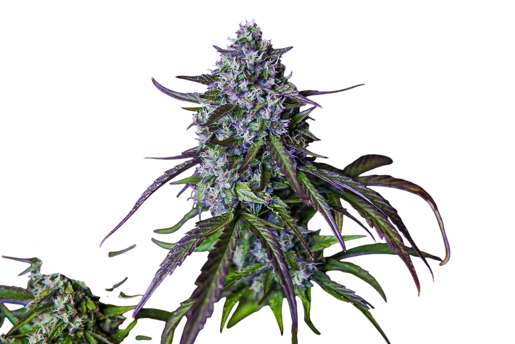 3Wok OG Auto | AUTOFEM | Mephisto Genetics