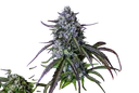 3Wok OG Auto | AUTOFEM | Mephisto Genetics