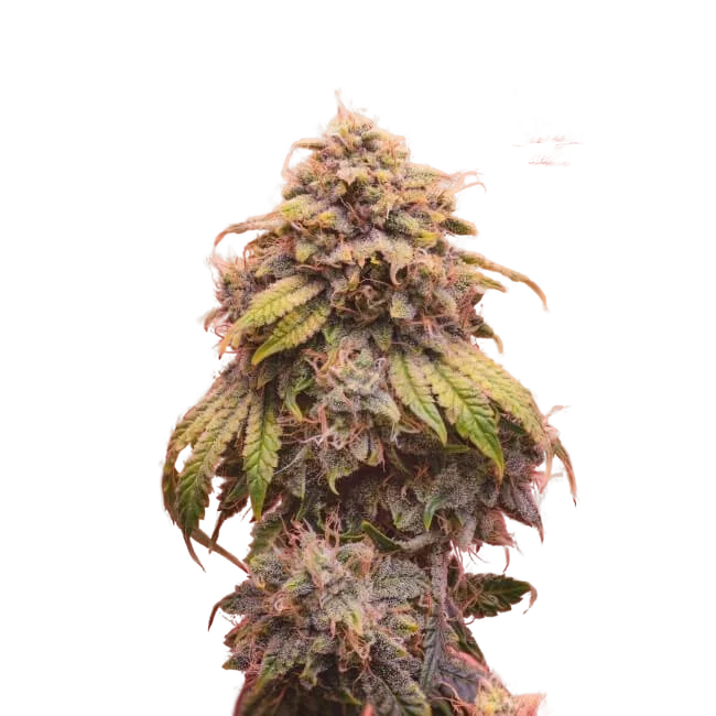 Creme de la Chem Auto – Produktansicht