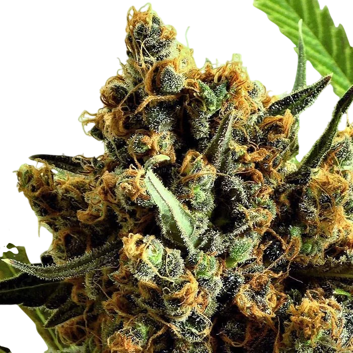Criminal – Produktansicht