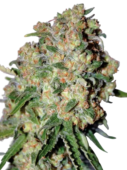 Critical – Produktansicht
