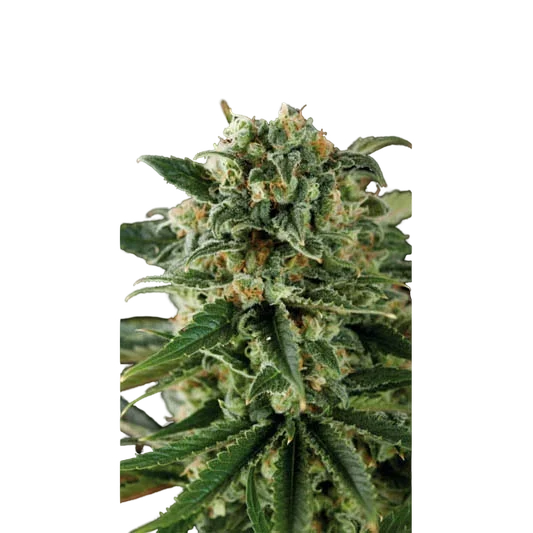 Critical Auto – Produktansicht