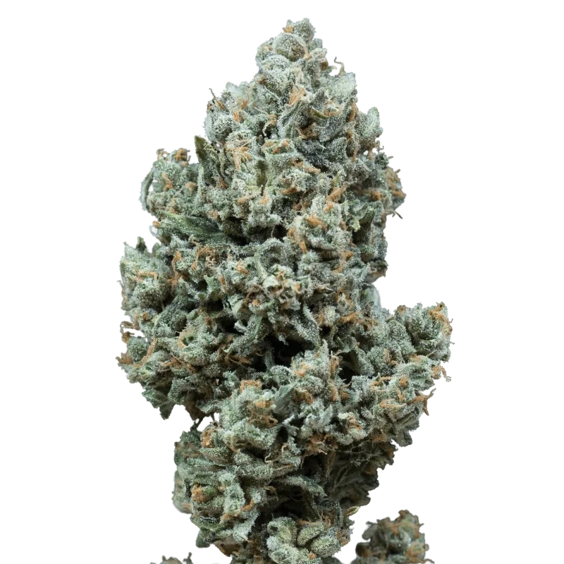 Critical+ 2.0 Auto | AUTOFEM | Silent Seeds