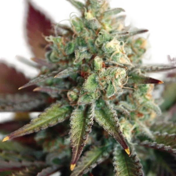 Critical 2.0 XL Auto – Produktansicht