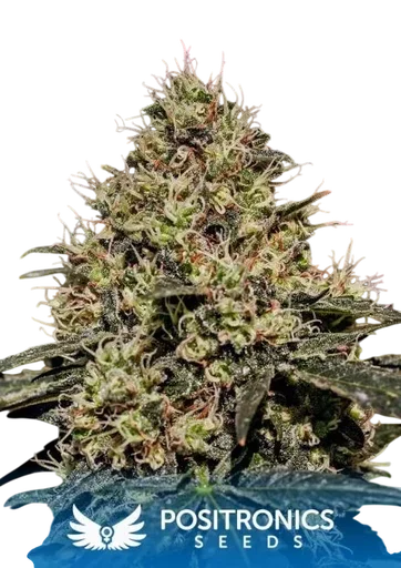 Critical # 47