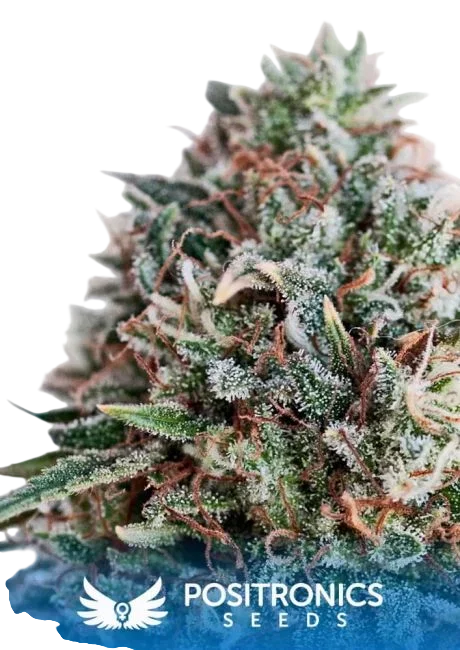 Critical 47 CBD – Produktansicht