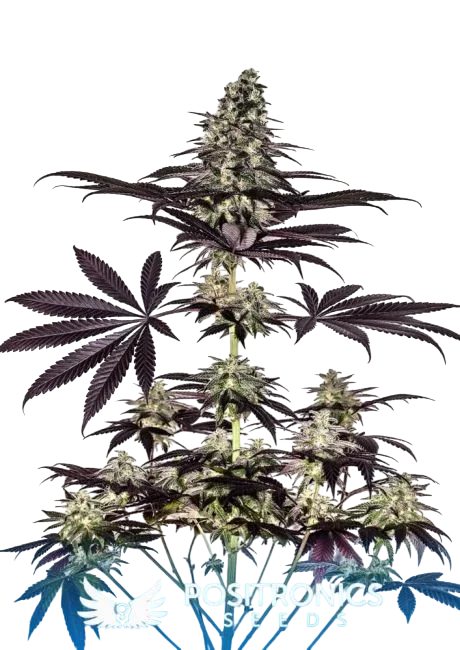 Critical #47 Express Auto – Produktansicht