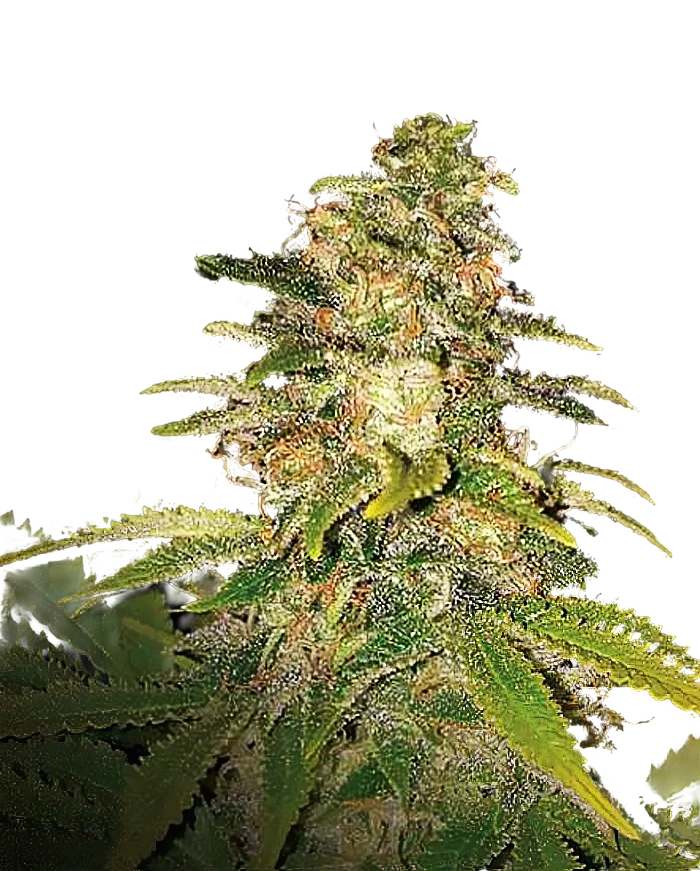 Critical Blue Auto – Produktansicht