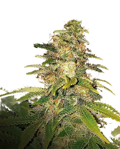 Critical Blue Auto
