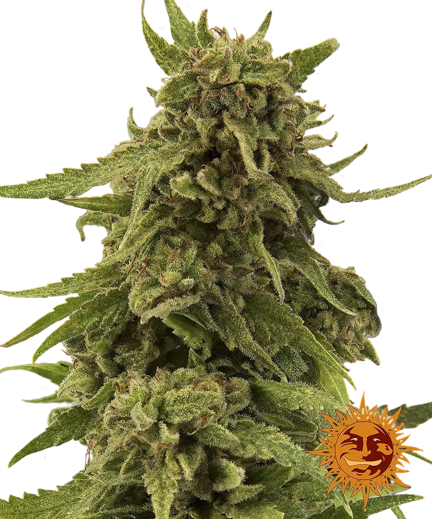 Critical Cure CBD – Produktansicht