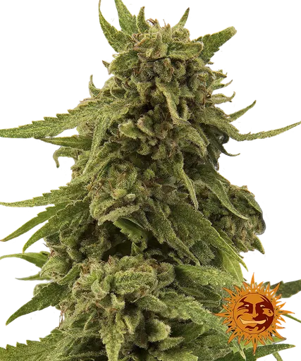 Critical Cure CBD | PHOTOFEM | Barneys Farm