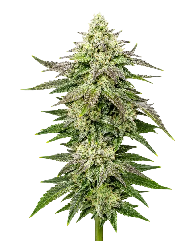 78 | PHOTOFEM | Cali Connection