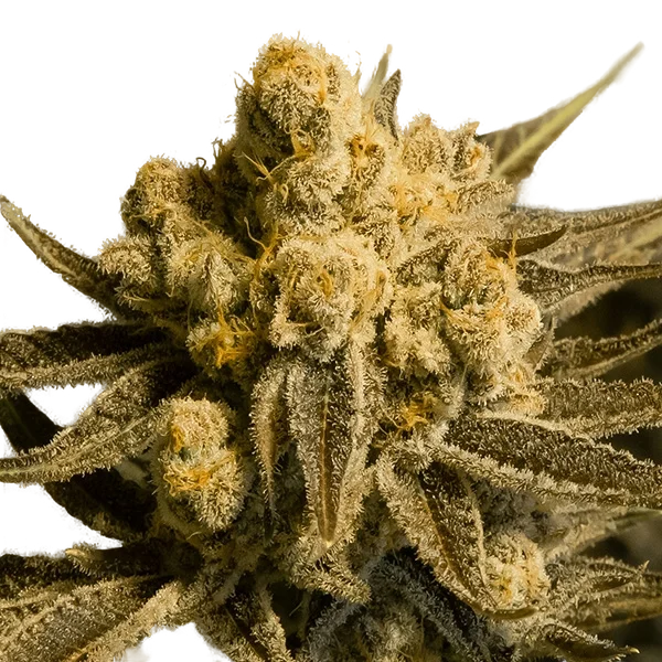 Critical Glue #4 Auto – Produktansicht