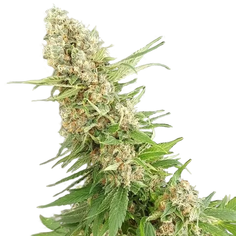 Critical Gorilla – Produktansicht