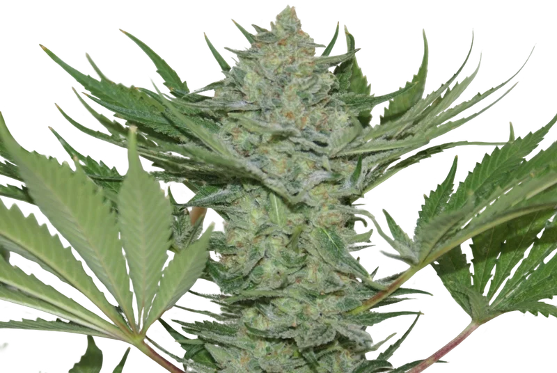 Critical Haze – Produktansicht