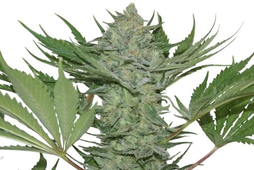 Critical Haze