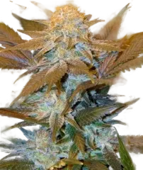 Critical Hog | PHOTOFEM | T.H. Seeds
