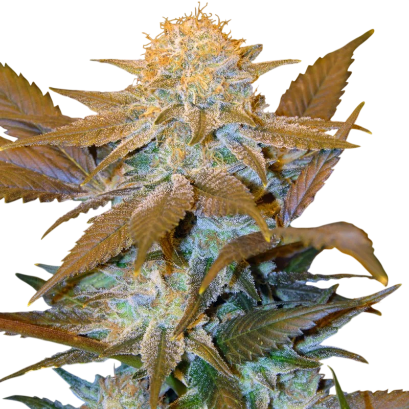 Critical Hog – Produktansicht
