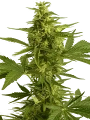 Critical Hog Auto | AUTOFEM | T.H. Seeds