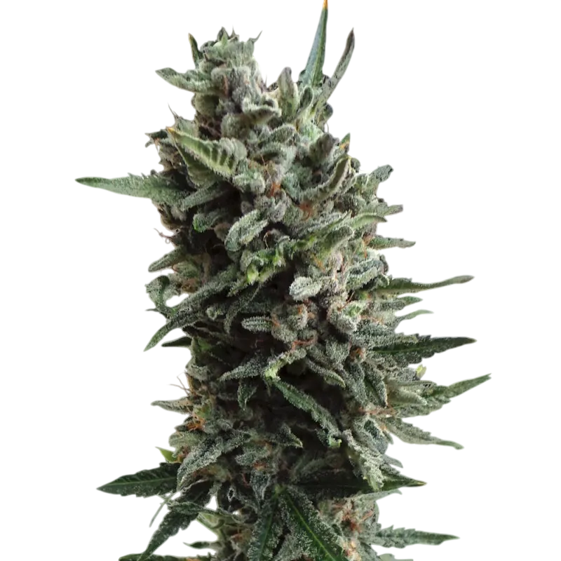 Critical Hog Auto | AUTOFEM | T.H. Seeds