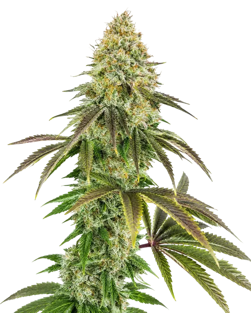818 Headband Aka Sour OG – Produktansicht