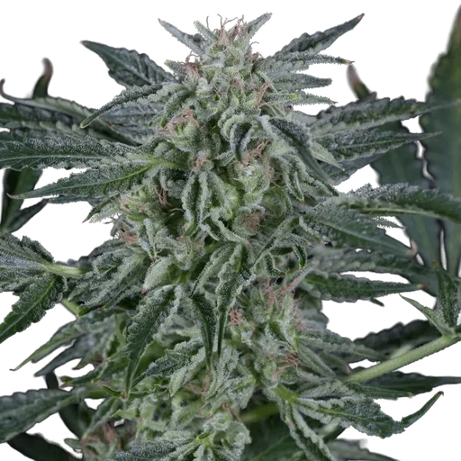 Critical Jack Auto