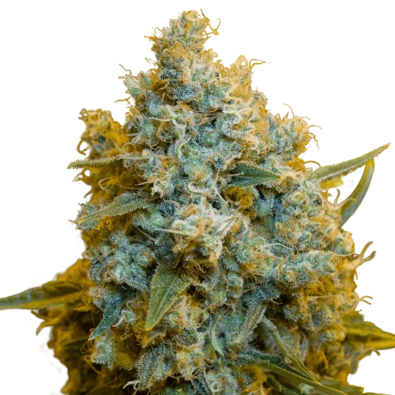 Critical Jack – Produktansicht