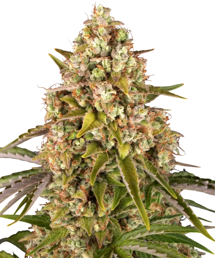 Critical Kush Auto – Produktansicht