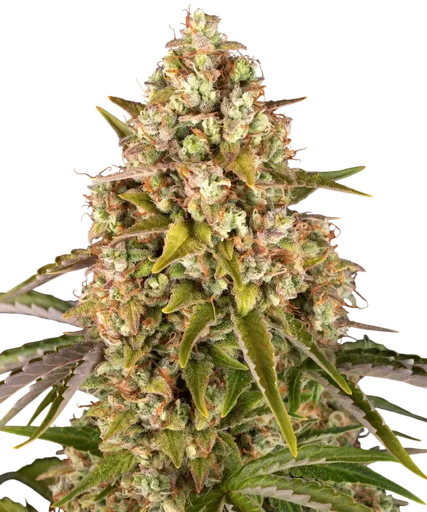 Critical Kush Auto | AUTOFEM | Barneys Farm