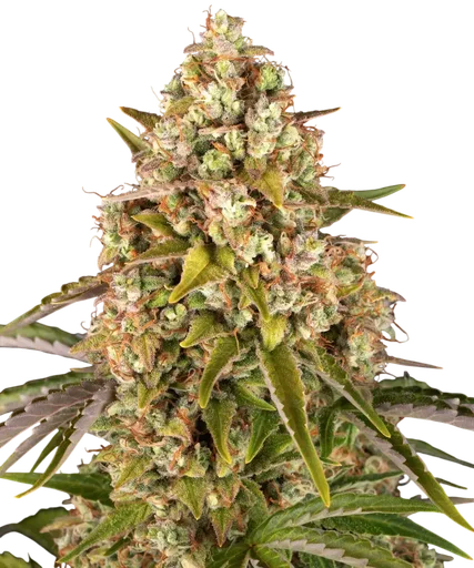 Critical Kush Auto