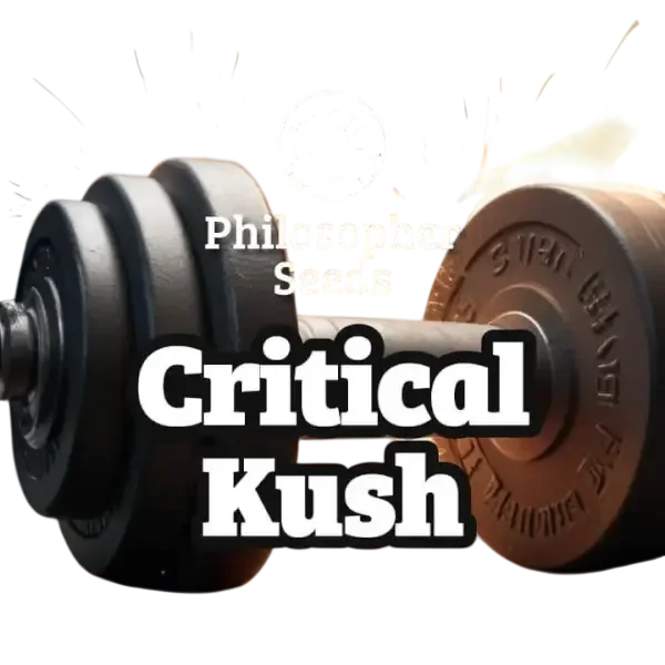 Critical Kush – Produktansicht