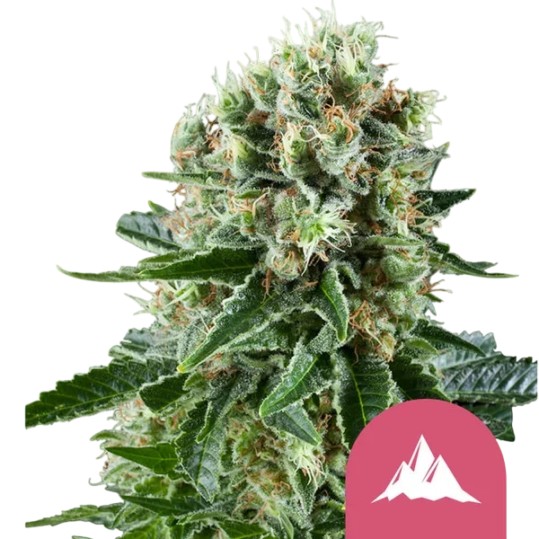 Critical Kush – Produktansicht