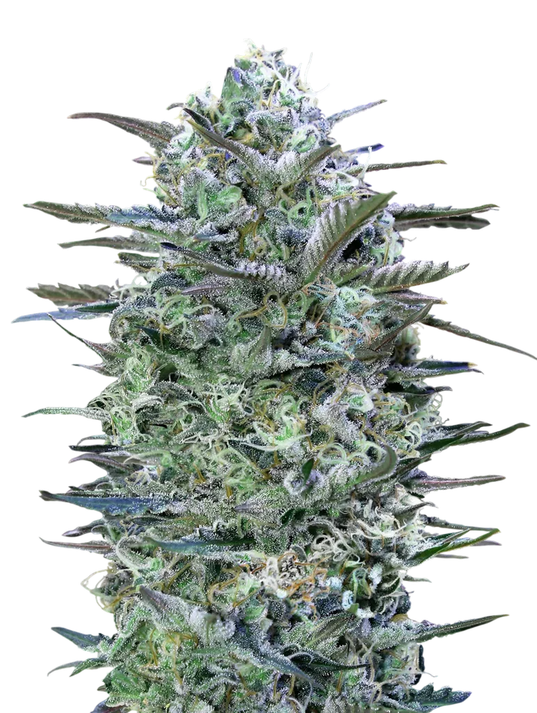 Critical Lemon – Produktansicht