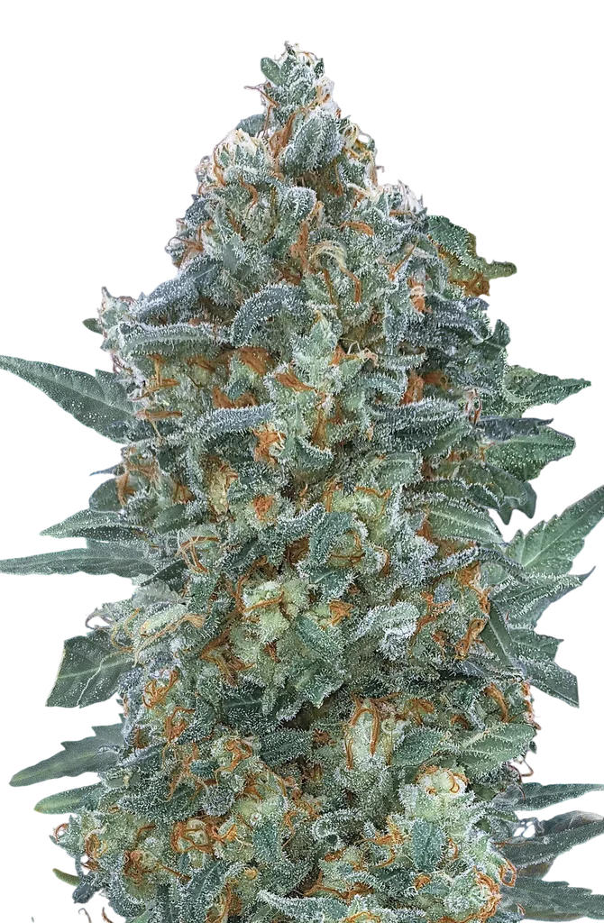 Critical Lemon CBD Auto – Produktansicht