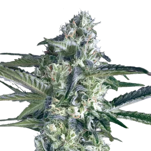 Critical Lemon FAST – Produktansicht