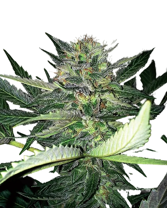Critical Lights – Produktansicht