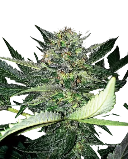 Critical Lights
