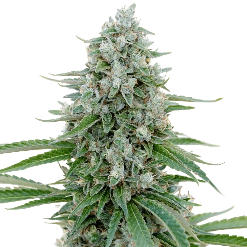 Critical Mango | PHOTOFEM | Silent Seeds