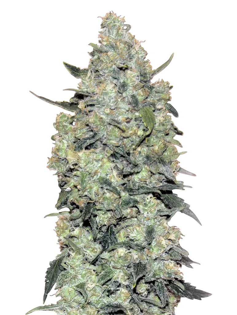 Critical Mass Auto – Produktansicht