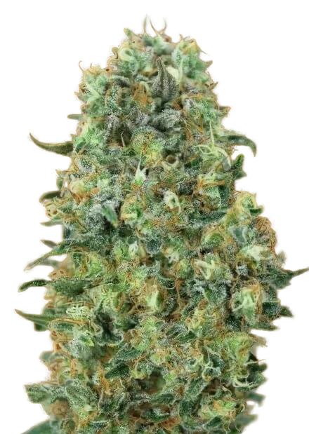 Critical Mass – Produktansicht
