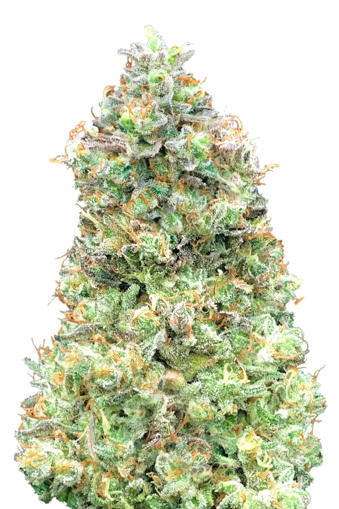 Critical Mass FAST – Produktansicht